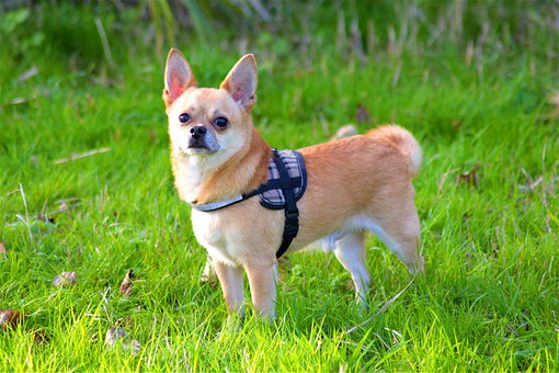 Five Reasons to Pick Up After Your Dog, Every Single Time