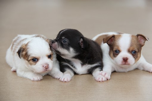 Bull Terrier Dog Breed Profile Information