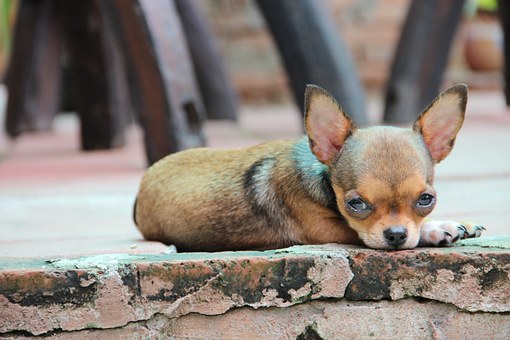 Keep ticks away from your dog