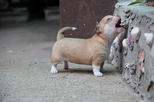 Your Dog Can Be A K9 Mobility Success Story