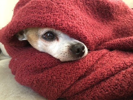 Basics For Dog Crate Training