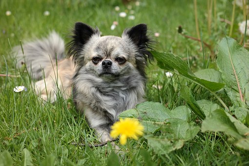 Choosing The Appropriate Collars For Your Dog