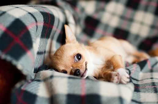Dog Joints Supplement Help Maintain Active Life