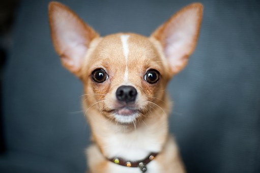 The Dog Training Collar Is Meant To Assist Dog Trainers