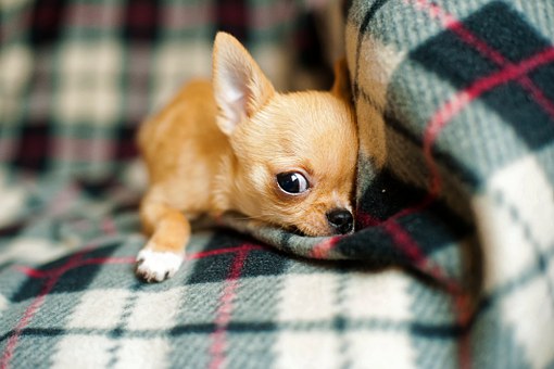 Training Your Dogs