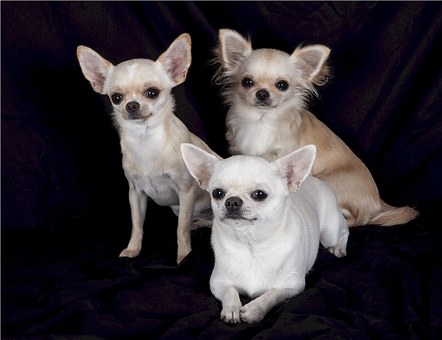 Lazy Dog Gallery Now Considered The Top Uk Online Suppliers Of Handmade Fashion Jewellery