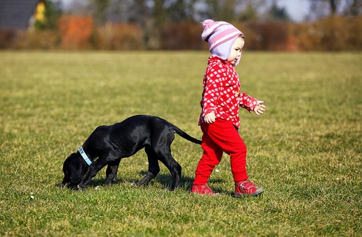 Things You Should Know When Owning A Dog