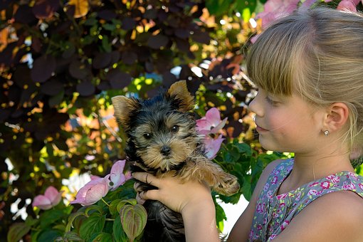 Enjoy Hunting more with a Hunting Dog