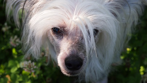 Dog Owners Should Share The Blame For Dog Bite Injury