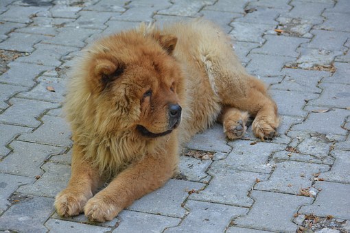 Big Plush Dog