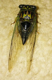 Fleas Make Your Dog Susceptible To Diseases