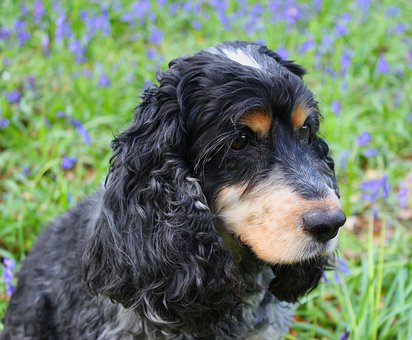 How To Over Come Bad Dog Breath