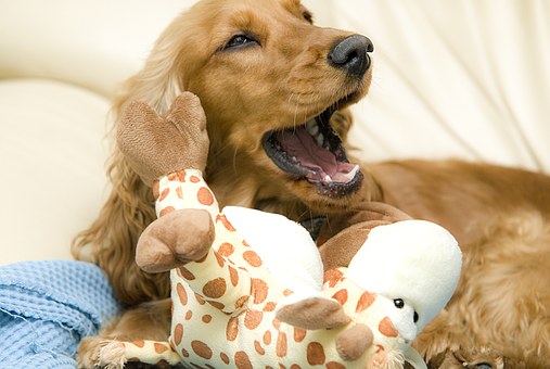 Dog Insurance | Dog Insurance in US