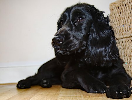 Do not ignore Tick Paralysis in doggies