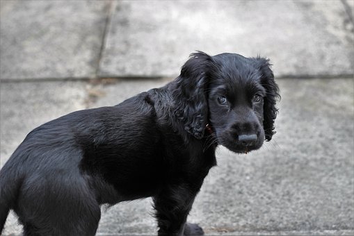 How To Keep Your Dog From Digging