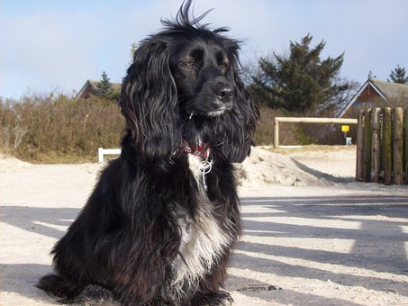 Tips For Selecting A Pet Dog
