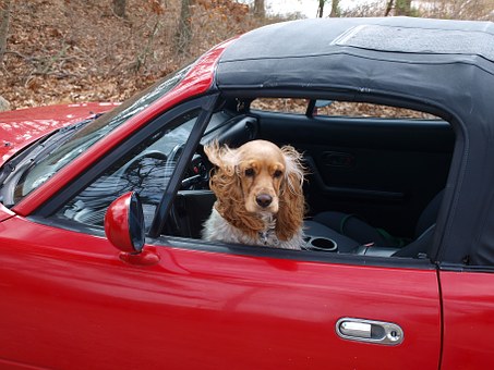 Adam Kutner Updates People About Dog Injuries