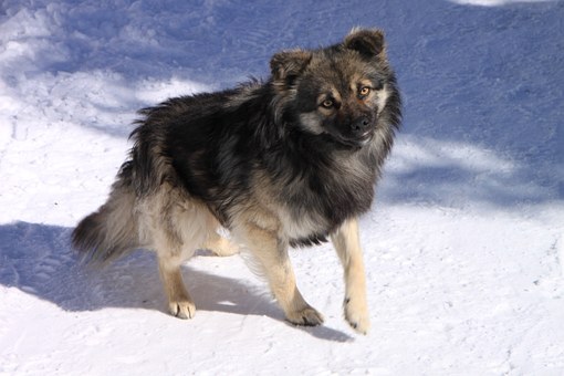 Manage Your Dog Training System With Dog Training Collar