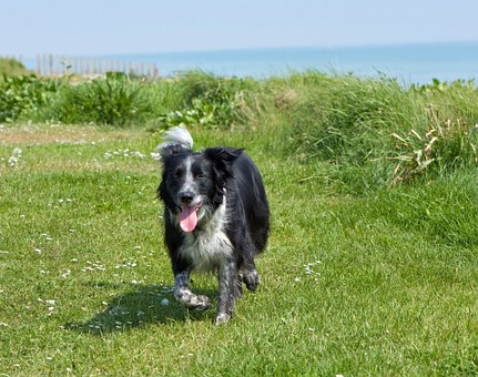 Polish Lowland Sheepdog