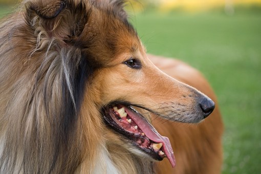Stuffs For Dog Summer Outdoor Activities