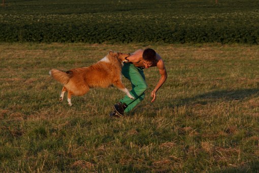 The Ultimate Water-fowling Dog
