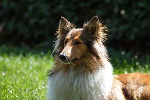 Dog Grooming Tables - How To Select The Right One