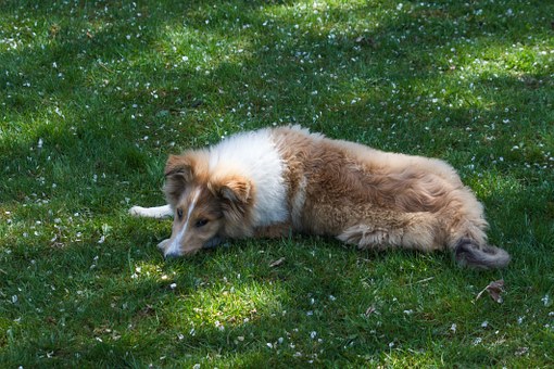 Understanding Your Dog's Life Stages