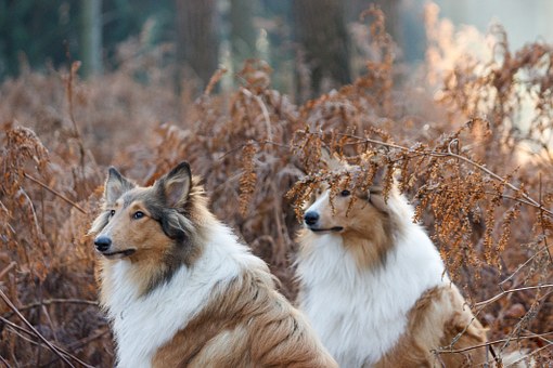 Selecting The Right Leather Collar For Your Dog