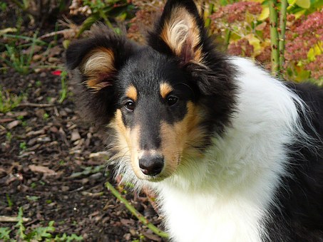 Dogs Struggle With Diarrhea Too