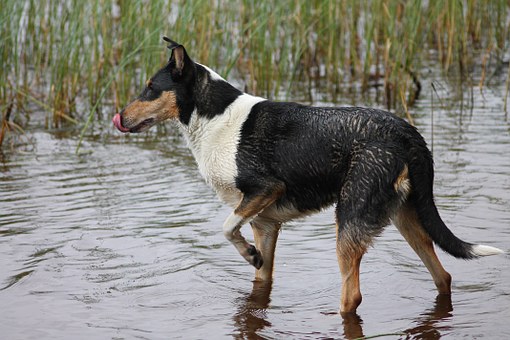 Dog Shampoo For Dummies