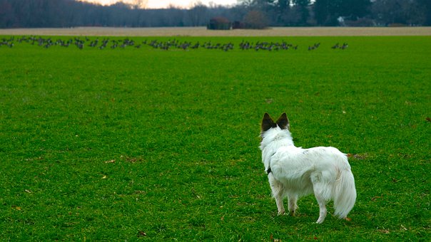 Top Ways To Toilet Train A Dog