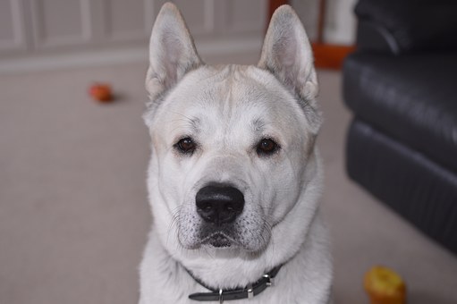 Dog Health Insurance for Your Pet