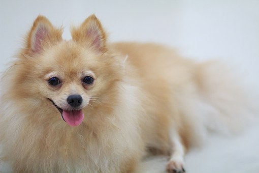 Why Barking Dog Collar Is Important
