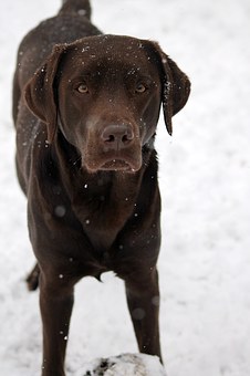 Choosing A Bed For Your Dog!