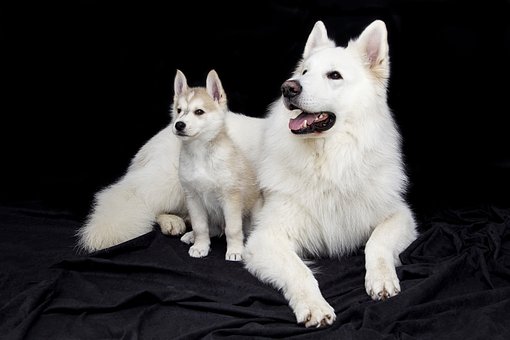Norwich Terrier Dog Breed History, Health Issues, Temperament, Living Conditions And Grooming Tips