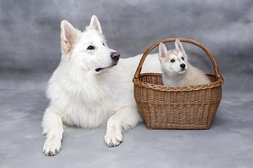 It's Raining Cats and Dogs Pet Supplies – Shop Online and Pamper Your Pets