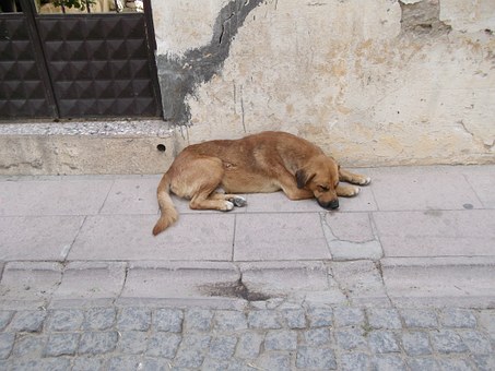 The Maltese Dog