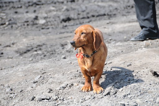Help Your Dog Learn Not To Bite