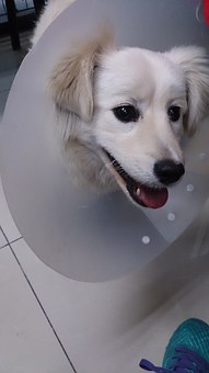 Dog Shock Collars