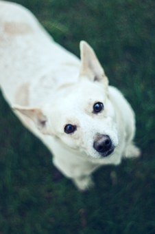 Whippet Dog Breed Description, History, Grooming, Health Issues And Living Conditions