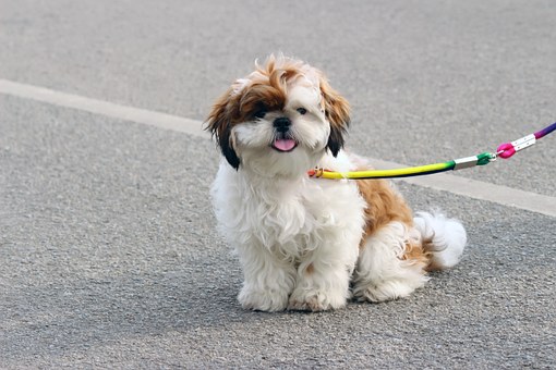 The Function Of Nutrients For Your Dog