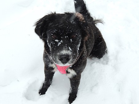 Helpful Benefits Of Dog Training Collar