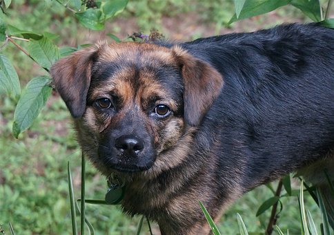 Antibiotics Dogs Use Are Good For Them.