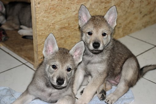 Seven Common Household Items That Are Poisonous To Dogs