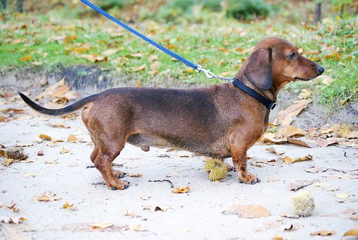 Is Your Doggy Potty Training Helping? Try Dog Toilets