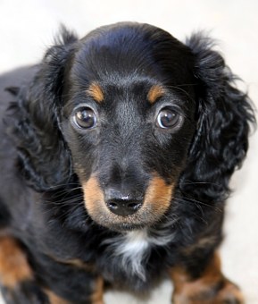 The 4 Stages of a Seizure in a Dog