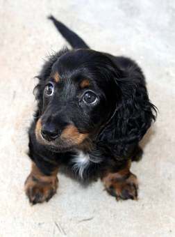 Yorkshire Terrier Dog Breed Description, History, Grooming, Health Issues And Living Conditions
