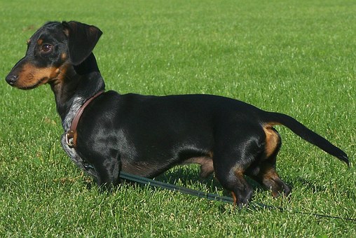 Scottish Terrier Dog Breed Profile Information