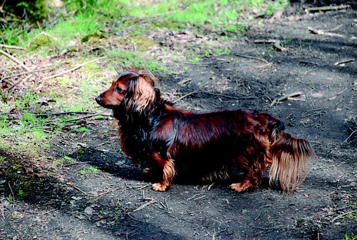 Nothing But The Best For Your Dog's Tummy