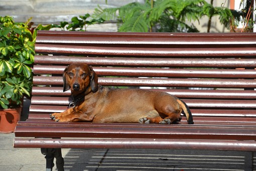 How Can Dog Training In Brisbane Help Your Pet